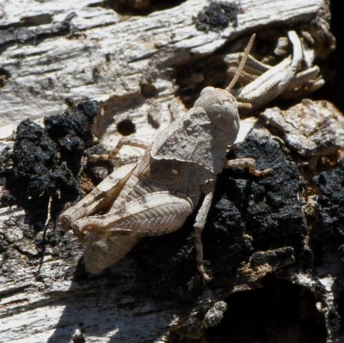 Réf. 233 181 : Oedipoda sp.